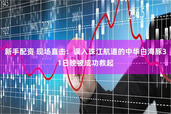 新手配资 现场直击:误入珠江航道的中华白海豚31日晚被成功救起